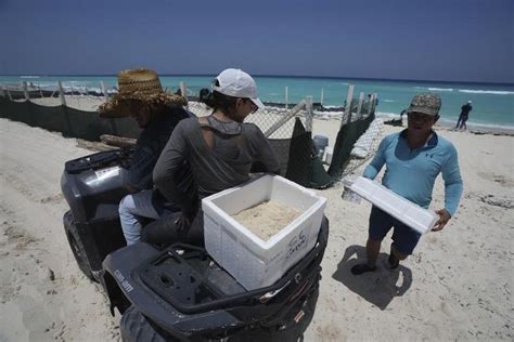 Mexico evacuates even sea turtle eggs from beaches as .